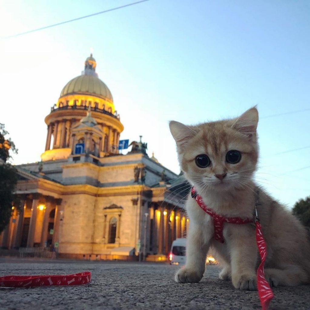 коты в санкт петербурге